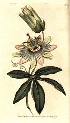 Blå Passiflora - Vanlig pasjonsblomst, Passiflora caerulea. Håndfarget kobberstikk etter en botanisk illustrasjon av Sydenham Edwards fra William Curtis