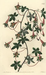 Bolivias kapusiner - Fembladet tropaeoleum, Tropaeoleum pentaphyllum. Håndfarget kobberstikk av S. Watts etter en illustrasjon av Miss Sarah Drake fra Sydenham Edwards' Botanical Register, Ridgeway, London