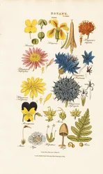 Botanisk klassifisering og representanter for ulike plantegrupper
