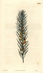 Grein med nåler, av en busk Daviesia Aicularis, hjemmehørende i Australia. Illustrasjon av Sydenham Edwards, gravering av Weddell. Eau forte i The Curtis Botanical Magazine, av Samuel Curtis