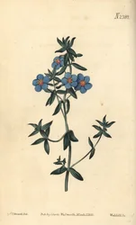 Bredbladet pimpernel, Anagallis latifolia. Håndfarget kobberstikk av Weddell etter en botanisk illustrasjon av Sydenham Edwards fra William Curtis' Botanical Magazine, Samuel Curtis, London