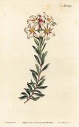 Buchu, Adenandra villosa (Umbel-flowered diosma, Diosma speciosa) - Håndfarget kobberstikk av F. Sansom Jr. etter en illustrasjon av Sydenham Edwards fra William Curtis' Botanical Magazine, T. Curtis, London