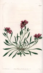 Calandrinia variete, innfødt i Amerika - Plate gravert av S.Watts, fra en illustrasjon av Sarah Anne Drake (1803-1857), fra Botanical Register of Sydenham Edwards (1768-1819), England