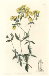 Calceolaire eller liten tøffel eller veske av dame, hjemmehørende i Chile - Water forte av S. Watts fra en illustrasjon av Sarah Anne Drake (1803-1857), fra Botanical Register