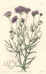 California Gilia - S. Watts Strong Water fra en illustrasjon av Sarah Anne Drake (1803-1857), fra Botanical Register