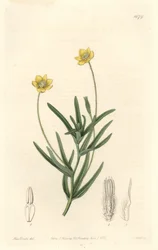 California Platystemon - S. Watts Strong Water fra en illustrasjon av Sarah Anne Drake (1803-1857), fra Botanical Register
