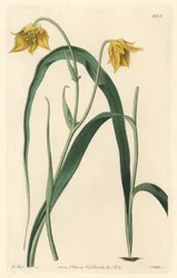 Calochorte (mariposa) eller cyclobothre med blekgule blomster, hjemmehørende i Mexico - Strong water av S. Watts fra en illustrasjon av Sarah Anne Drake (1803-1857), fra Botanical Register