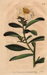 Camellia (Camelias) Penang, en hvit blomst tonet med gulaktig skjær til blomst. Camellia axillaris. Håndfarget kobberstikk fra en botanisk illustrasjon av Sydenham Edwards fra William Curtis' "" Botanical Magazine"" 1790-1800.