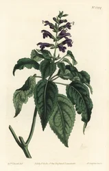 Karibisk salvie - Salvia lamiifolia (lillablomstret salvie, Salvia amoena). Håndfarget kobberstikk av F. Sansom Jr. etter en illustrasjon av Sydenham Edwards fra William Curtis' Botanical Magazine, T. Curtis, London
