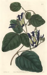 Caulinie noiratre, hjemmehørende i Australia - S. Watts sterkt vann fra en illustrasjon av Sarah Anne Drake (1803-1857), fra Botanical Register
