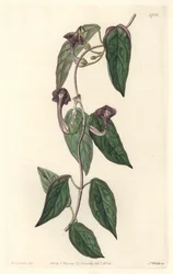 Ceropegia elegant, innfødt i India - Strong water av S. Watts fra en illustrasjon av Sarah Anne Drake (1803-1857), fra Botanical Register