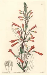 Chelone (eller Galane) har valerianblader, hjemmehørende i California - S. Watts sterkt vann fra en illustrasjon av Sarah Anne Drake (1803-1857), fra Botanical Register