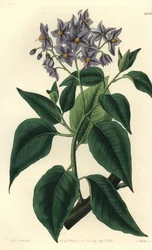 Chilensk potettre eller solanum med krympet blad. Håndfarget kobberstikk av S. Watts etter en illustrasjon av Miss Sarah Drake fra Sydenham Edwards