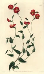 Chorizema ovatum (Ovat chorozema, Chorozema ovatum). Håndfarget kobberstikk av S. Watts etter en illustrasjon av Miss Sarah Drake fra Sydenham Edwards