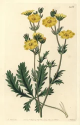 Cinquefoil dressee - Jagged-leaved cinquefoil, Potentilla laciniosa. Håndfarget kobberstikk av S. Watts etter en illustrasjon av M. Hart fra Sydenham Edwards' Botanical Register, Ridgeway, London