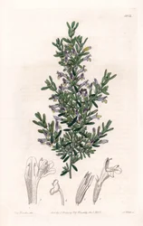 Clinopodium Variete - Plate gravert av S.Watts, fra en illustrasjon av Sarah Anne Drake (1803-1857), fra Botanical Register of Sydenham Edwards (1768-1819), England
