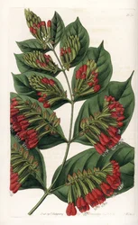 Combretum Variete, Red Flower Graphips - Gravert av S.Watts, fra en illustrasjon av Sarah Anne Drake (1803-1857), fra Botanical Register of Sydenham Edwards (1768-1819), England