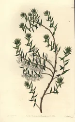 Vanghei, Epicris impressa (Snøhvit epacris, Epicris nivalis). Håndfarget kobberstikk av S. Watts etter en illustrasjon av Miss Sarah Drake fra Sydenham Edwards' Botanical Register, Ridgeway, London