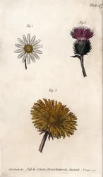 Sammensatte blomster: forhåndspakke, eseltistel (eller falsk acanth onopordum) og løvetann. Farget kobberstikk, illustrasjon av Sydenham Edwards (1768-1819) for Conferences of Botanical, Botanical Garden of Lambeth (England)