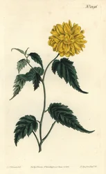 Corete du Japon - Dobbeltblomstret japansk rose, Kerria japonica (Dobbeltblomstret Japan corchorus, Corchorus japonicus var. flore pleno). Håndfarget kobberstikk av F. Sansom Jr. etter en illustrasjon av Sydenham Edwards fra William Curtis' Bot