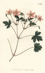 Tranesebb (eller storkenebb) - Kjøttfarget tranesebb, Erodium incarnatum. Håndfarget kobberstikk av Sansom etter en illustrasjon av Sydenham Edwards fra William Curtis' Botanical Magazine, London