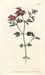 Crete Fagonia - Kretisk fagonia, Fagonia cretica. Håndfarget kobberstikk av Sansom etter en illustrasjon av Sydenham Edwards fra William Curtis' Botanical Magazine, London