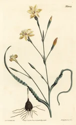 Krøllet bladmoraea, Moraea crispa. Håndfarget kobberstikk av F. Sansom Jr. etter en illustrasjon av Sydenham Edwards fra William Curtis' Botanical Magazine, T. Curtis, London