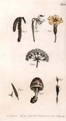 Ulike kalker: primerose, snø pierce, hasselnøtt, cike, gress, sopp og mose. Farget kobberstikk, illustrasjon av Sydenham Edwards (1768-1819) for Conferences of Botanical, Botanical Garden of Lambeth (England)