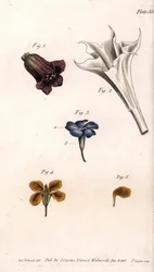 Ulike koroller: belladonnaen, stramoine daturaen, den store periwinkle og giroflee av veggene. Farget kobberstikk, illustrasjon av Sydenham Edwards (1768-1819) for Conferences of Botanical, Botanical Garden of Lambeth (England)