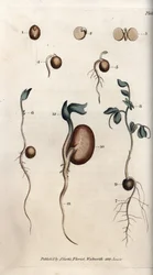 Forskjellige spiringsstadier for ertefrø og vanlig bønne. Kolorert kobberstikk, illustrasjon av Sydenham Edwards (1768-1819) for Conferences of Botanical, Lambeth botaniske hage (England)