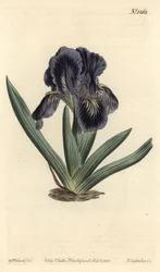 Dverg Iris - Iris x binata (lilla-blått dvergflagg, Iris pumila var. violacea). Håndfarget kobberstikk av F. Sansom Jr. etter en illustrasjon av Sydenham Edwards fra William Curtis