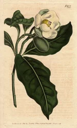 Dvergmagnolia, med hvit blomst, hjemmehørende i Cjine og Java. Dvergmagnolia med hvite blomster, hjemmehørende i Kina og Java. Magnolia coco (Magnolia pumila). Håndfarget kobberstikk fra en botanisk illustrasjon av Sydenham Edwards fra William Cu