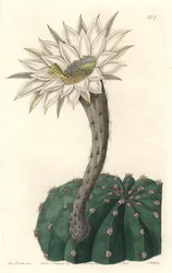 Echinocactus eyriesii, blomstrende kaktus, hjemmehørende i Mexico - Strong water av S. Watts fra en illustrasjon av Sarah Anne Drake (1803-1857), fra Botanical Register