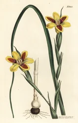 Elegant moraea, Moraea elegans (Moraea spicata). Håndfarget kobberstikk av F. Sansom Jr. etter en illustrasjon av Sydenham Edwards fra William Curtis' Botanical Magazine, T. Curtis, London