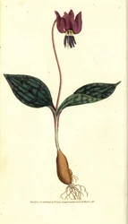 Erythrone hundetann (eller rød Satyrion) - Hundetann fiolett, Erythronium dense-canis. Håndfarget kobberstikk etter en botanisk illustrasjon av James Sowerby fra William Curtis