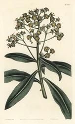 Euphorbe mellifere - Honey spurge eller honningbærende euphorbia, Euphorbia mellifera. Håndfarget kobberstikk av F. Sansom Jr. etter en illustrasjon av Sydenham Edwards fra William Curtis