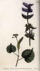 Blomsterblader og fiolett bukett av terminale braketter av grønn salvie (eller horminsalvie) og lindetrær. Farget kobberstikk, illustrasjon av Sydenham Edwards (1768-1819) for Conferences of Botanical, Botanical Garden of Lambeth (England)