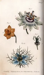 Blomster av pasjonsfrukt eller pasjonsblomster, narcissus og nigella. Farget kobberstikk, illustrasjon av Sydenham Edwards (1768-1819) for Conferences of Botanical, Botanical Garden of Lambeth (England)