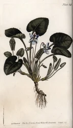 Duftende fiolett. Farget kobberstikk, illustrasjon av Sydenham Edwards (1768-1819) for Conferences of Botanical, Botanical Garden of Lambeth (England)