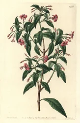 Fuschia variete - Stangforgrenet fuchsia, Fuchsia bacillaris. Naturlig hybrid mellom Fuchsia microphylla subsp. microphylla og Fuchsia thymifolia subsp. thymifolia. Håndfarget kobberstikk av S. Watts etter en illustrasjon av Sarah Drake fra Syd