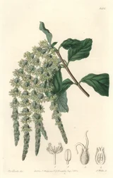 Garrya med elliptiske blader eller silkeaktig eikenøtter eller bjørnebusk - Strong water av S. Watts fra en illustrasjon av Sarah Anne Drake (1803-1857), fra Botanical Register