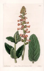 Genera Variete - Plate gravert av S.Watts, fra en illustrasjon av Sarah Anne Drake (1803-1857), fra Botanical Register of Sydenham Edwards (1768-1819), England
