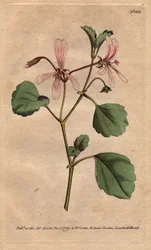 Geranium har sorrelblad, med roseårede blomster, hjemmehørende i Sør-Afrika. Sorrel tranesebb med rosa årede blomster. Innfødt fra Kapp, Sør-Afrika. Pelargonium acetosum. Håndfarget kobberstikk fra en botanisk illustrasjon av Sydenham