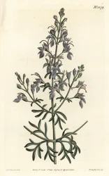Germandree d'Orient - Storblomstret germander, Eastern Teucrium. Håndfarget kobberstikk av F. Sansom Jr. etter en illustrasjon av Sydenham Edwards fra William Curtis' Botanical Magazine, T. Curtis, London
