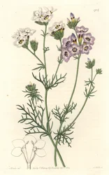 Gilia tricolor, hvite og lilla varianter, hjemmehørende i California - S. Watts sterkt vann fra en illustrasjon av Sarah Anne Drake (1803-1857), fra Botanical Register