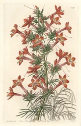 Gilie a coronope leaf or Ipomopside elegante - Water forte av S. Watts fra en illustrasjon av Sarah Anne Drake (1803-1857), fra Botanical Register