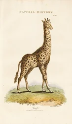 Sjiraff