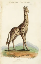 Giraffe, Giraffa camelopardalis. Håndfarget kobberstikk etter Sydenham Edwards fra John Mason Goods Pantologia, a New Encyclopedia, G. Kearsley, London