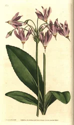 Giroselle of Virginia - amerikansk kuslipp eller Meads dodecatheon, Dodecatheon meadia. Håndfarget kobberstikk etter en botanisk illustrasjon av James Sowerby fra William Curtis' The Botanical Magazine, Lambeth Marsh, London