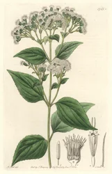 Kjerteleupatorium, hjemmehørende i Mexico - S. Watts sterkt vann fra en illustrasjon av M. Mart, fra det botaniske registeret